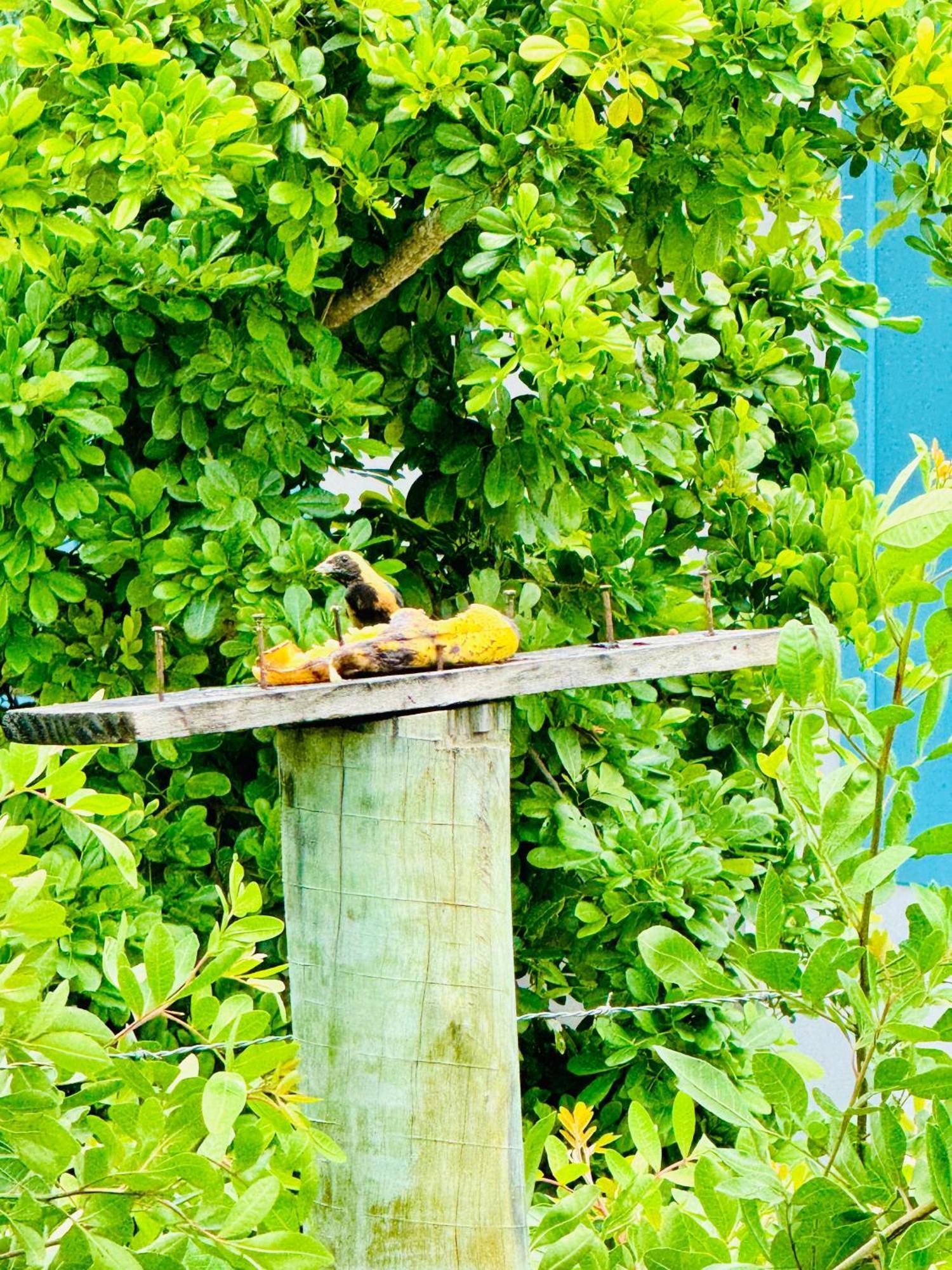 Hospedaria Hibisco Xando - Caraíva Esterno foto